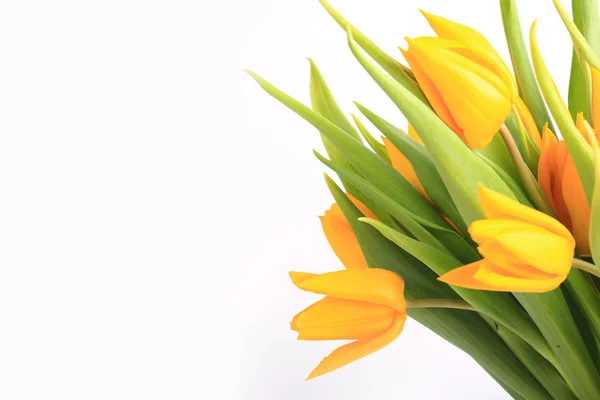 Żółte tulipany izolowane na białym tle. — Zdjęcie stockowe