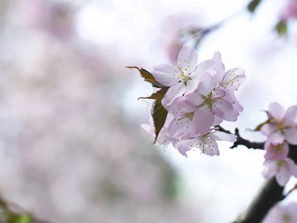 春の庭の開花木 — ストック写真