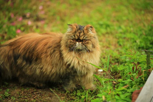 猫在夏天的花园里散步. 波斯绒毛猫 — 图库照片