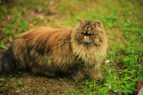 猫在夏天的花园里散步. 波斯绒毛猫 — 图库照片