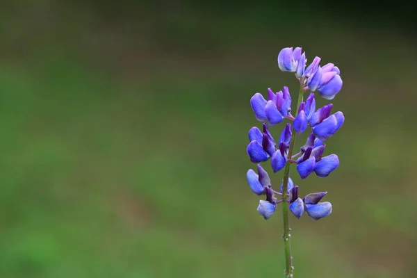 夏天的花园 百合花盛开 — 图库照片