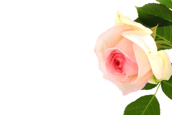 Jemná růže na světlém pozadí — Stock fotografie