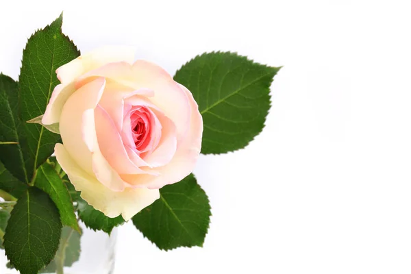 Delicate rose on a light background — Stock Photo, Image
