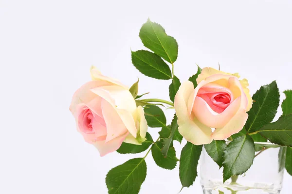 Delicate rose on a light background — Stock Photo, Image