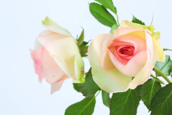 Delicate rose on a light background — Stock Photo, Image