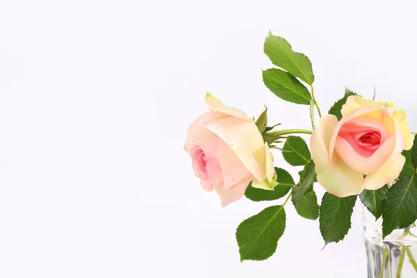 Нежная роза на светлом фоне — стоковое фото