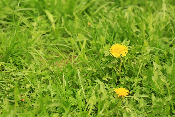 Dentes-de-leão amarelos na grama verde. verão dia ensolarado, foco suave seletivo — Fotografia de Stock