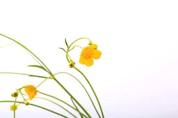 Zarte wilde gelbe Blüten auf weißem Hintergrund — Stockfoto