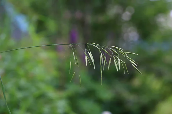 夏季背景，草叶特写 — 图库照片