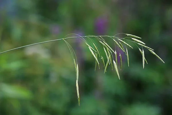 여름 배경, 풀잎을 클로즈업 — 스톡 사진