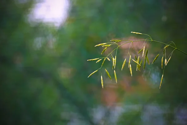Літній фон, лезо трави крупним планом — стокове фото