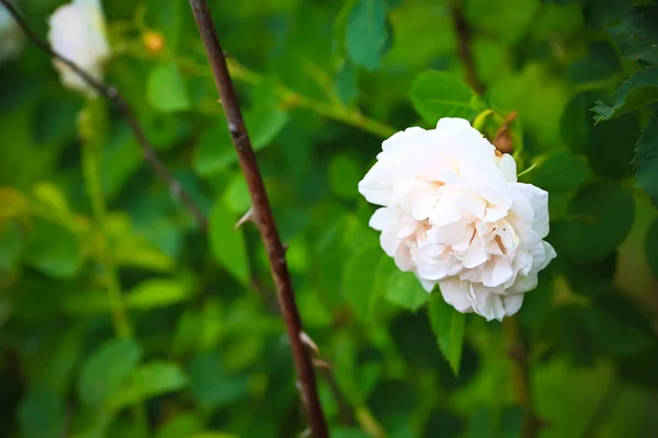 Kwitnąca biała róża w letnim ogrodzie — Zdjęcie stockowe