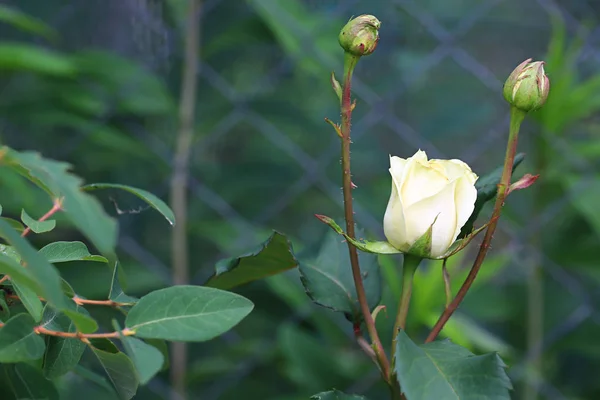 Kvetoucí bílá růže v letní zahradě — Stock fotografie