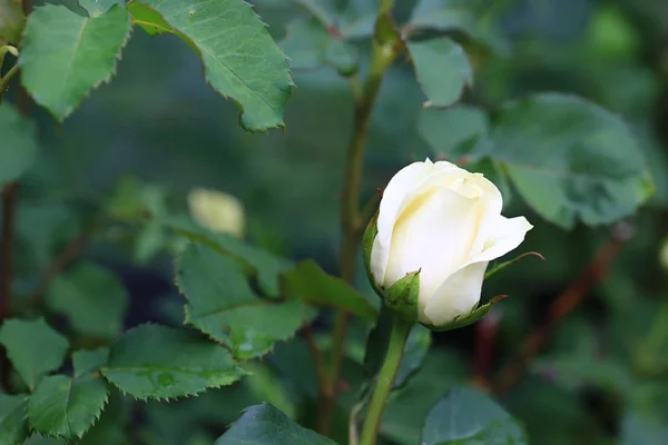 Blooming white rose in the summer garden — Stock Photo, Image