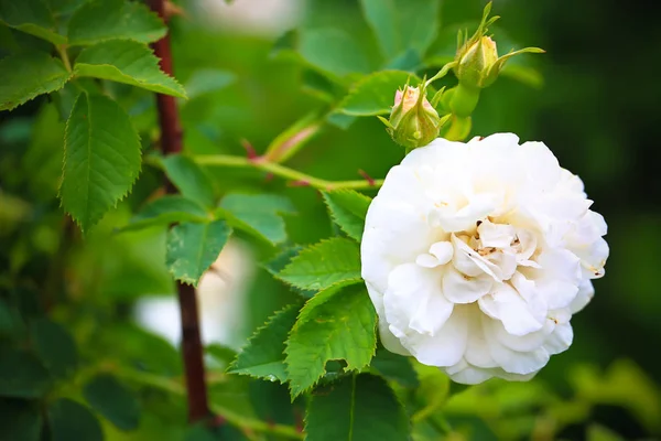 Ανθισμένο λευκό τριαντάφυλλο στον καλοκαιρινό κήπο — Φωτογραφία Αρχείου