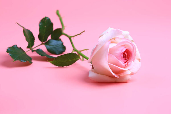 Pink rose on a pink background. creative minimalistic layout