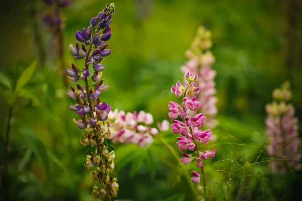 Lupine bloemen. creatieve zomerachtergrond — Stockfoto