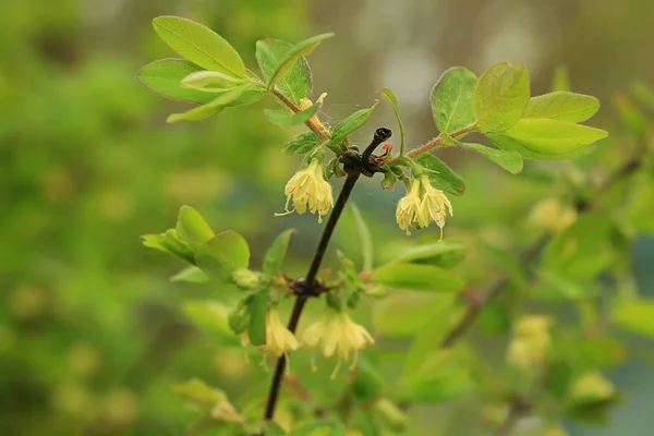 Árbol de arándano con flores en el jardín de verano —  Fotos de Stock