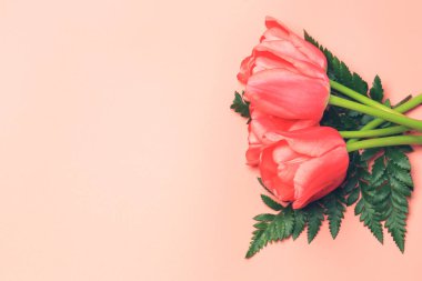 Mercan pembe arka planda pembe laleler. bahar çiçeği aranjmanı