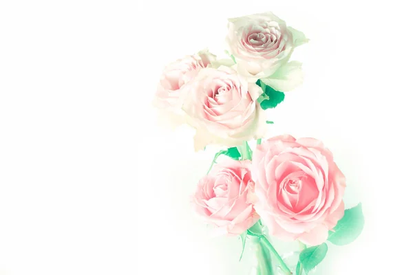 Delicate pastel roses on a white background — Stock Photo, Image