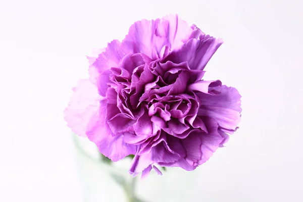 Фиолетовая гвоздика на белом фоне — стоковое фото