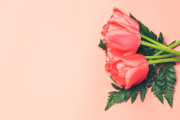 pink tulips on a coral pink background. spring flower arrangement