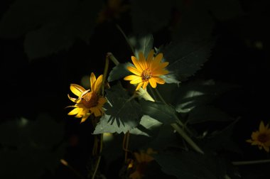 Günün son ray. Batan güneşin ışınları bahçesinde çiçekler