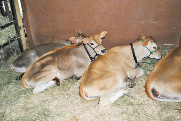 Mostrar vacas acostadas en una cama de heno en una feria — Foto de Stock