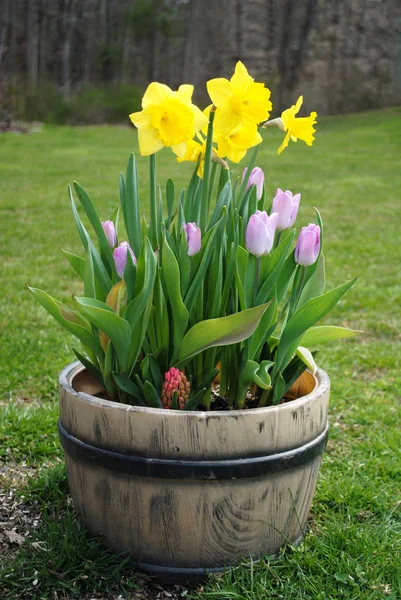 Spring Flowers Planted in a Garden Container — Stock Photo, Image