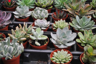 çömlekçi etli bitki