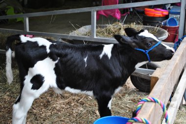 Genç siyah ve beyaz buzağı