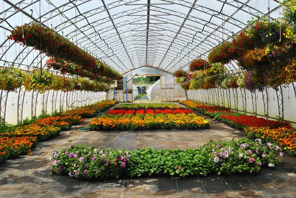 Flores em flor cheia Crescendo em uma estufa — Fotografia de Stock