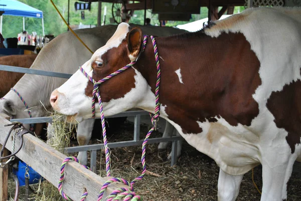 Mostrar alimentación de vacas con heno —  Fotos de Stock