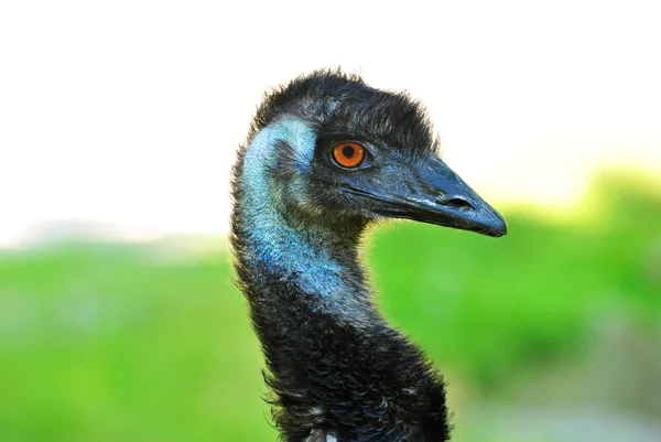 Close Up of an Emu Head with a Green Grassy Background — Stock Photo, Image