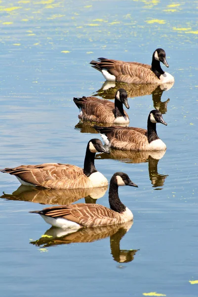 Gansos canadenses nadando em uma lagoa em um dia de verão — Fotografia de Stock