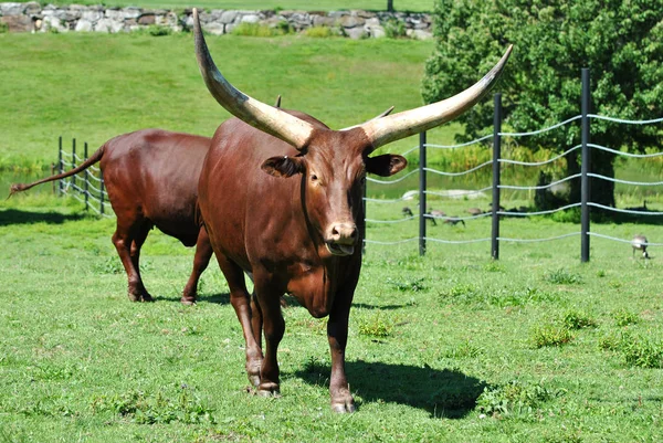 Hnědý dlouhý roh býka v travnatém poli — Stock fotografie