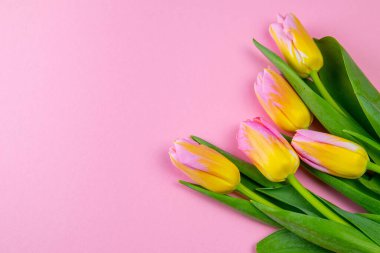 Pembe arka planda moda pembe laleler, lale arka plan konsepti.