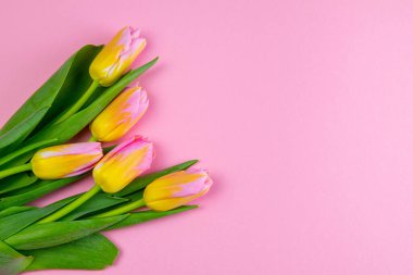 Pembe arka planda moda pembe laleler, lale arka plan konsepti.