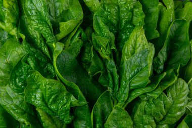 Ispanak taze yaprakları arkaplan resmi kadar iyi. Üst görünüm, yakın plan.