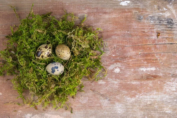 Huevos Codorniz Están Nido Musgo Verde Vistas Superiores Con Espacio —  Fotos de Stock