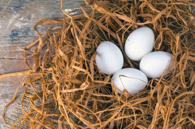 Beyaz yumurtalar mavi tüylerin yanında kuru otların arasında duruyor..
