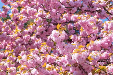 Çiçek açan kiraz çiçekleri, yakın plan, güzel arka plan. Japon kiraz çiçeği dönemi.