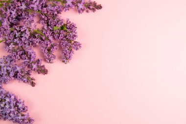 Mor ve pembe leylak çiçekleri. Pembe arka planda bir demet leylak. Metnin için boşluk ile - Resim.