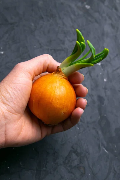 White onion in hands, vegetables and fruits on dark background.