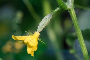 Genç salatalık yakından. Bahçedeki genç salatalık. Salatalık.