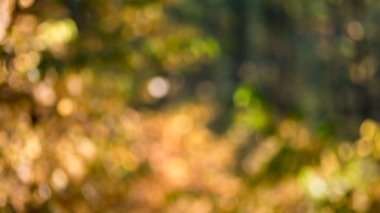sonbahar orman arka plan bulanık 