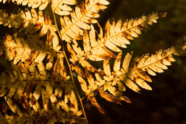 Fern vallen blad — Stockfoto