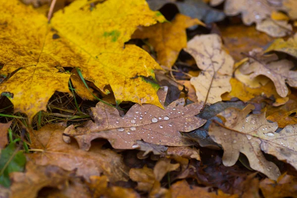 Feuilles d'automne humides — Photo