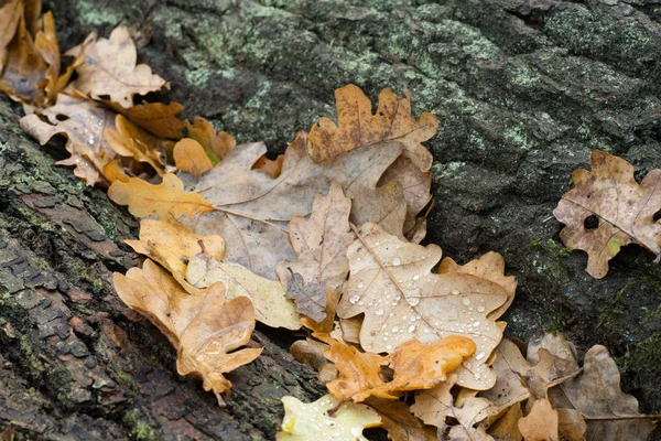 ウェットの紅葉します。 — ストック写真