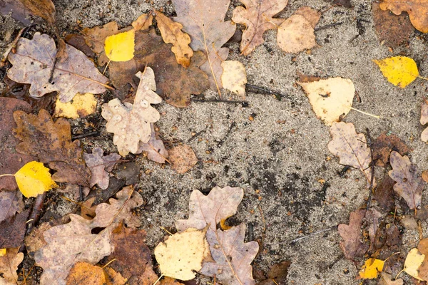 Caduta umida foglie fuoco selettivo — Foto Stock